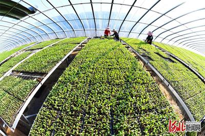 新技術(shù)新服務(wù)新產(chǎn)品助農(nóng)增收——樂亭建設(shè)全國(guó)農(nóng)業(yè)科技現(xiàn)代化先行縣探訪之果品篇